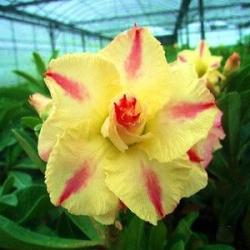 Адениум обесум Triple Flower Yellow inspiration KO-01 2 cемени