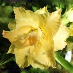 Адениум обесум Triple Flower Yellow duckling KO-01 2 cемени