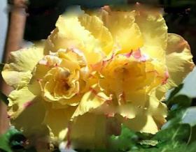 Адениум обесум Triple Flower Risen shine 2 cемени