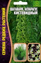 Аспарагус кистевидный Шатавари (Частная коллекция)