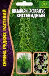 Аспарагус кистевидный Шатавари (Частная коллекция)