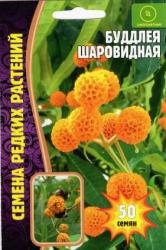 Буддлея Шаровидная (Частная коллекция)