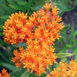 Ваточник клубненосный Asclepias tuberosa (Частная коллекция)