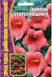 Кампсис укореняющийся (Частная коллекция)