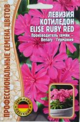 Левизия котиледон Elise ruby red (Частная коллекция)