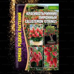 Красивотычинник Лимонный (Частная кеоллекция)