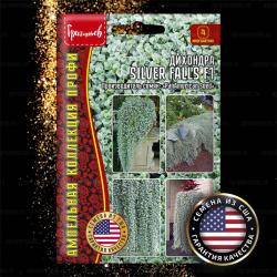 Дихондра Silver Falls F1 (Частная коллекция)