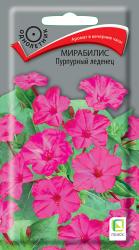 Мирабилис Пурпурный леденец (Поиск)