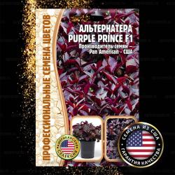 Альтернантера Purple Prince F1 (Частная коллекция)