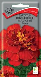 Бархатцы Кармен (Поиск)