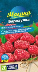 Малина Барнаулка красная (Семена Алтая)