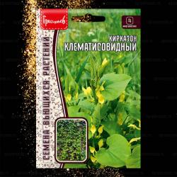 Кирказон Клематисовидный (Частная коллекция)
