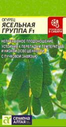 Огурец Ясельная группа F1 (Семена Алтая)