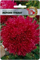 Астра китайская Мерлин Гранат (Биотехника)