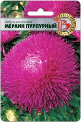 Астра китайская Мерлин Пурпурный (Биотехника)