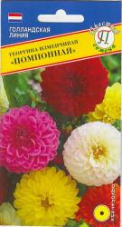 Георгина Помпонная изменчивая (Престиж)