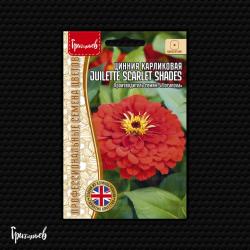 Цинния Juilette Scarlet Shades (Частная коллекция)