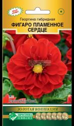 Георгина Фигаро пламенное сердце (Евро семена)