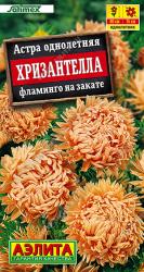 Астра Хризантелла фламинго на закате (Аэлита)