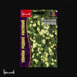 Роза кустовая Ксантина (Григорьев)