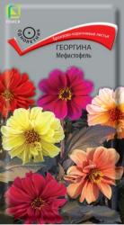 Георгина Мефистофель (Поиск)