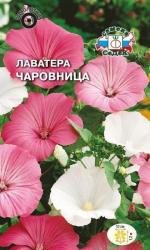 Лаватера Чаровница (СеДеК)