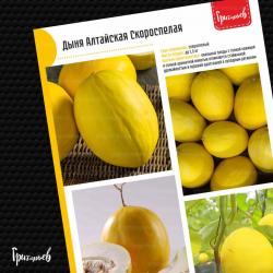 Дыня Алтайская скороспелая (Григорьев)