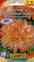 Астра Королевский размер абрикосовая (Аэлита)