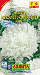 Астра Королевский размер белая (Аэлита)