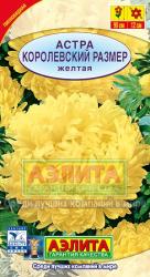 Астра Королевский размер желтая (Аэлита)