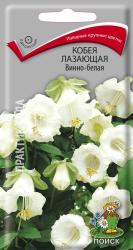 Кобея лазающая Винно-белая (Поиск)