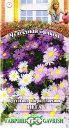 Брахикома Иберисолистная Нега (Гавриш)