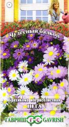 Брахикома Иберисолистная Нега (Гавриш)