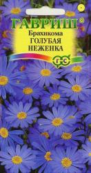 Брахикома Голубая неженка (Гавриш)