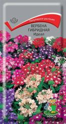 Вербена гибридная Идеал (Поиск)
