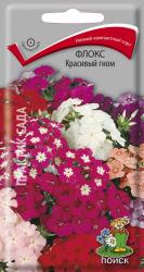Флокс Красивый гном (Поиск)