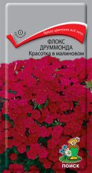 Флокс друммонда Красотка в малиновом (Поиск)