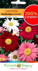Пиретрум Малиновые гиганты (Русский огород)