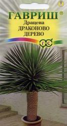 Драцена Драконово дерево (Гавриш)