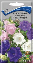 Колокольчик средний Чашка с блюдцем двулетний (Поиск)