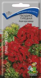 Гвоздика турецкая Алая красавица двулетняя (Поиск)