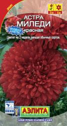 Астра Миледи красная (Аэлита)