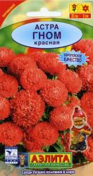 Астра Гном красная (Аэлита)
